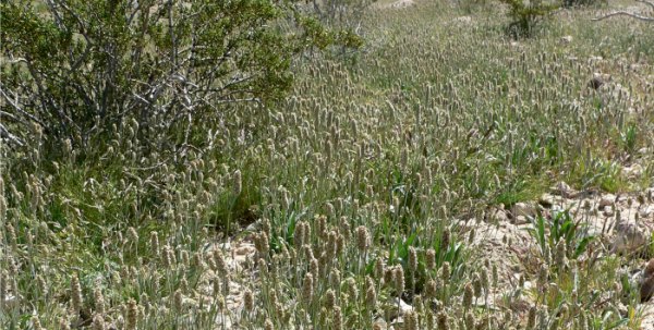 Plantago Ovata